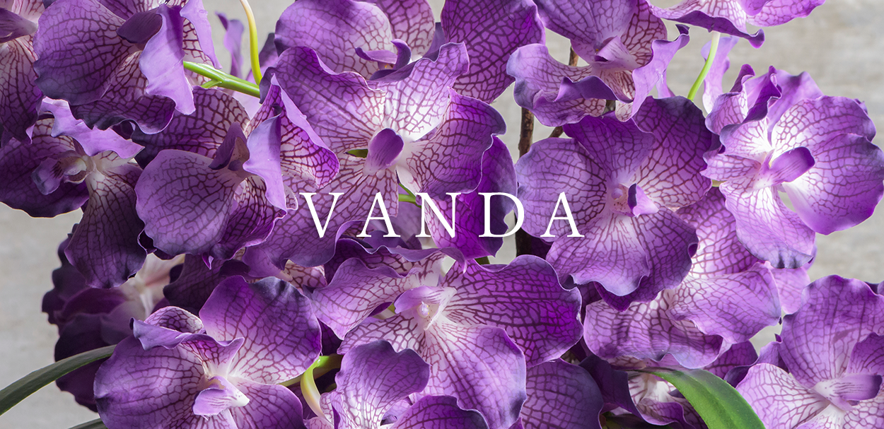 VANDA