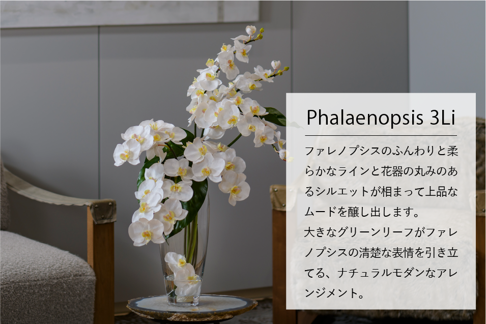 デザインギャラリー Phaleanopsis 3Li
