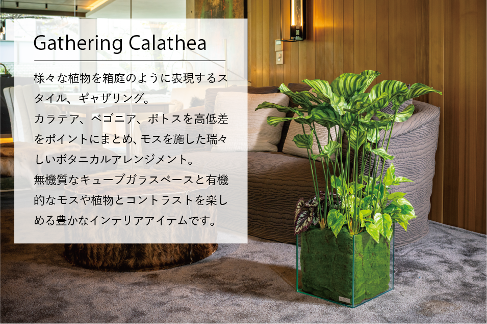 デザインギャラリー Gathering Calathea
