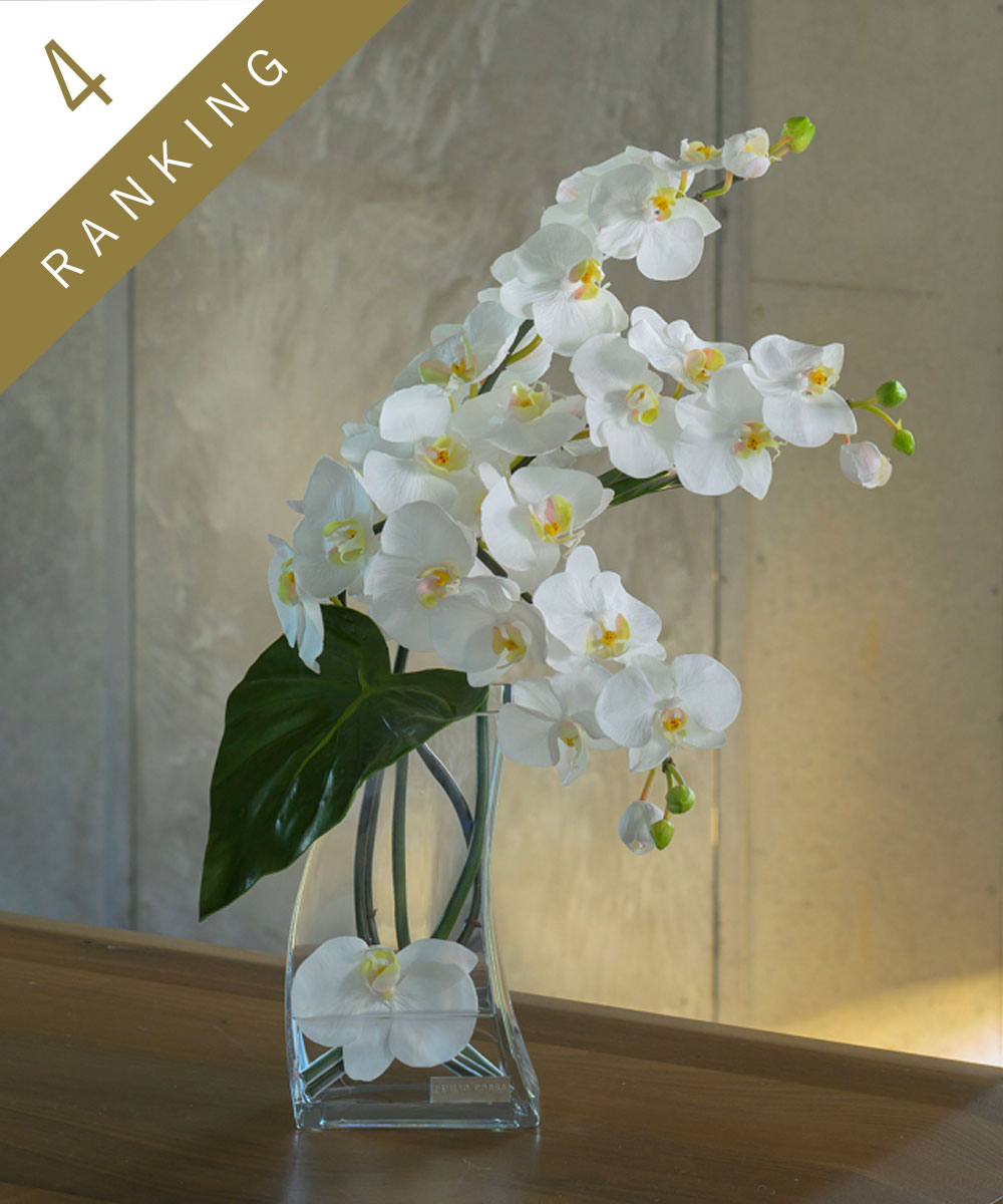 ファレノプシス4L