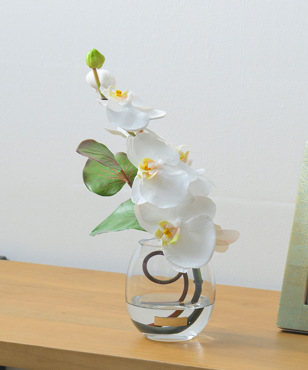 お供え花には胡蝶蘭　ファレノプシスS-a