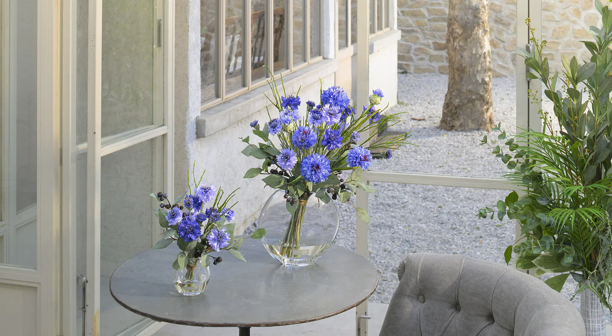 コーンフラワー2L26