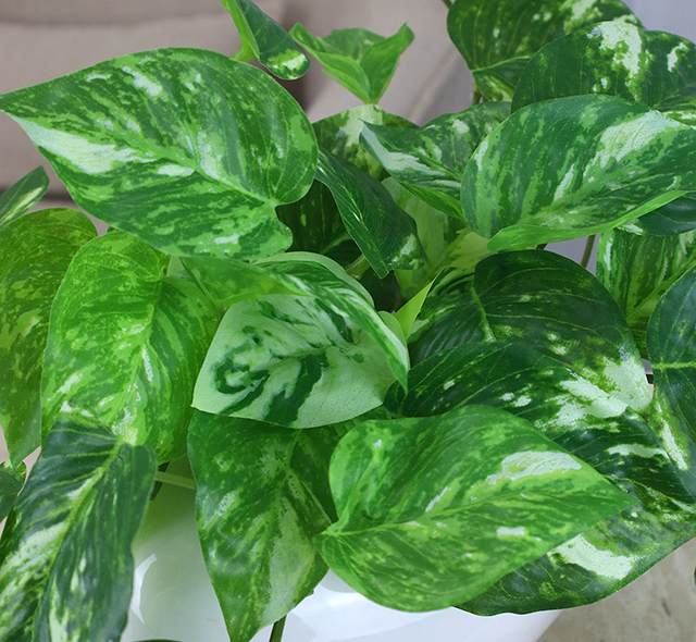 本物のような瑞々しい質感