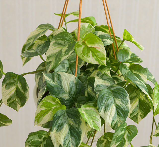 本物のような瑞々しい質感