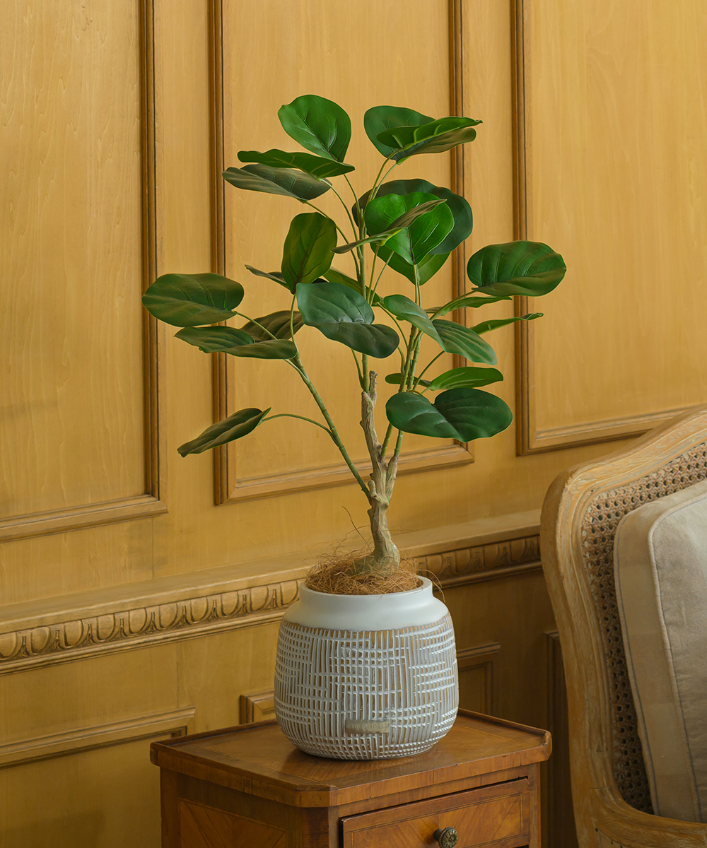 こちらもオススメ　インディアンアーモンドL26