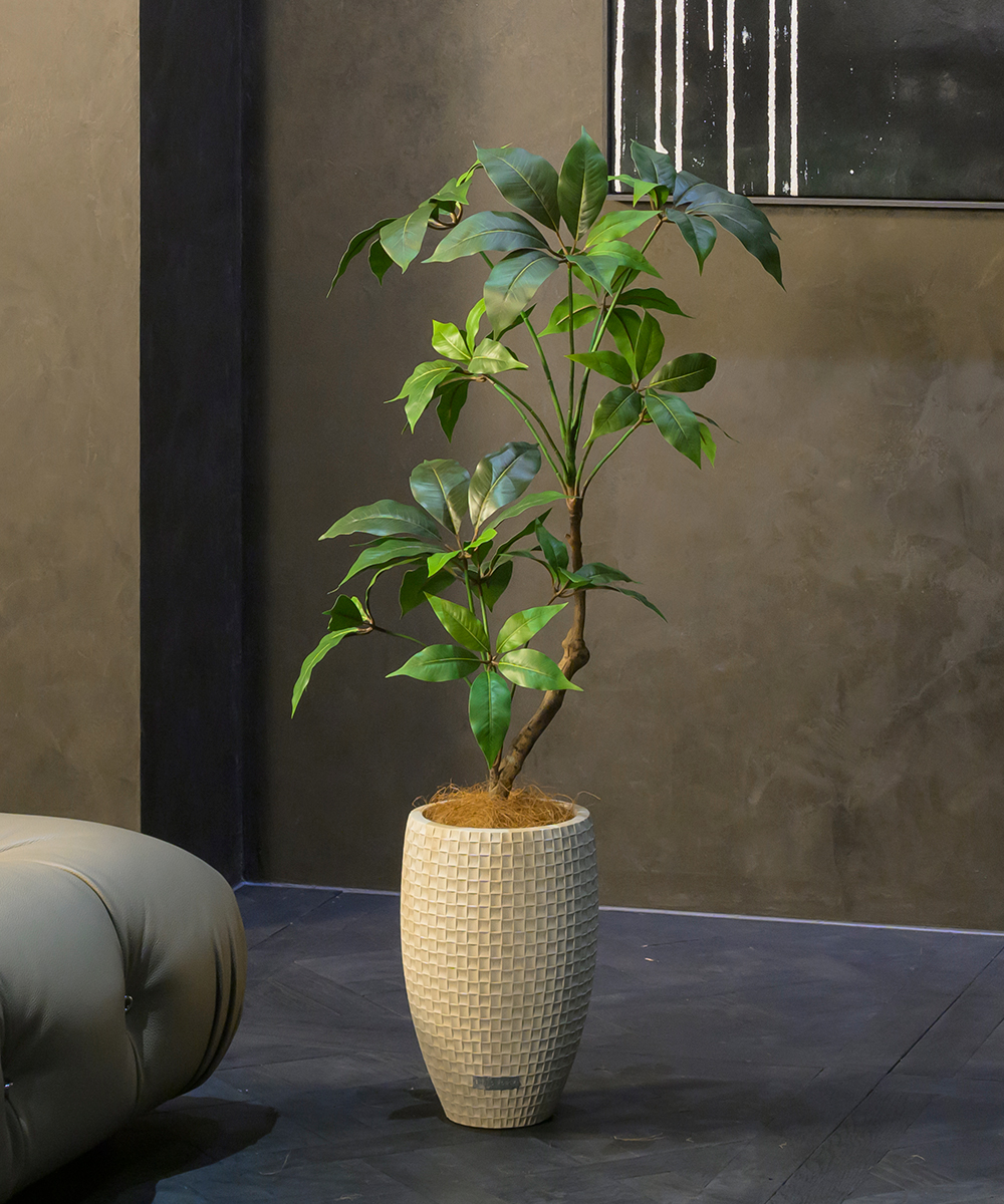 こちらもオススメ　ツピタンサス2L26