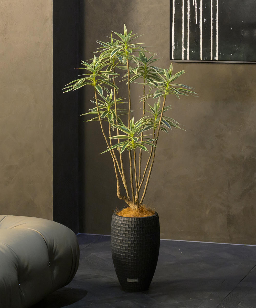 こちらもオススメ　ドラセナ2L26