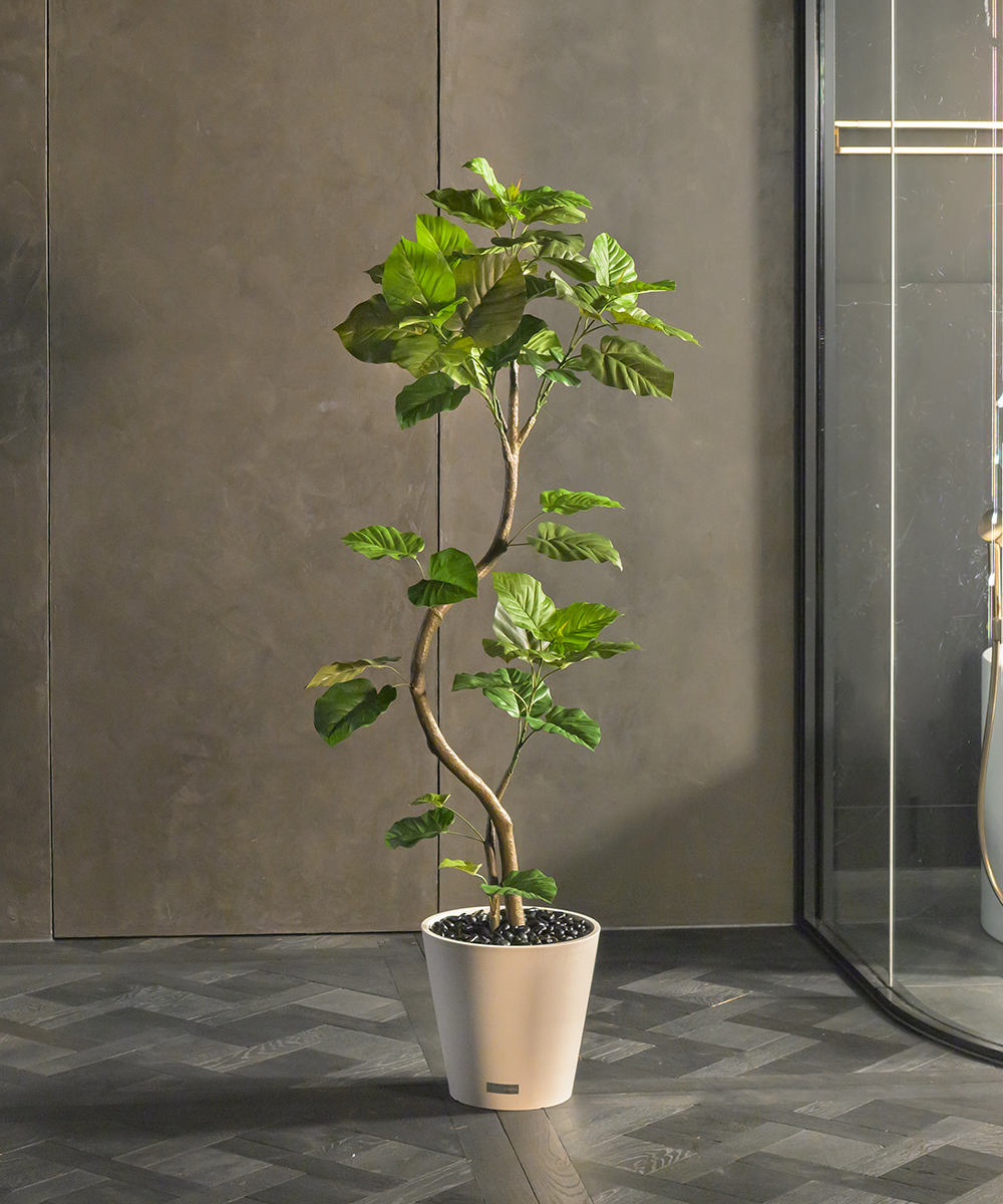 こちらもオススメ　ウンベラータ