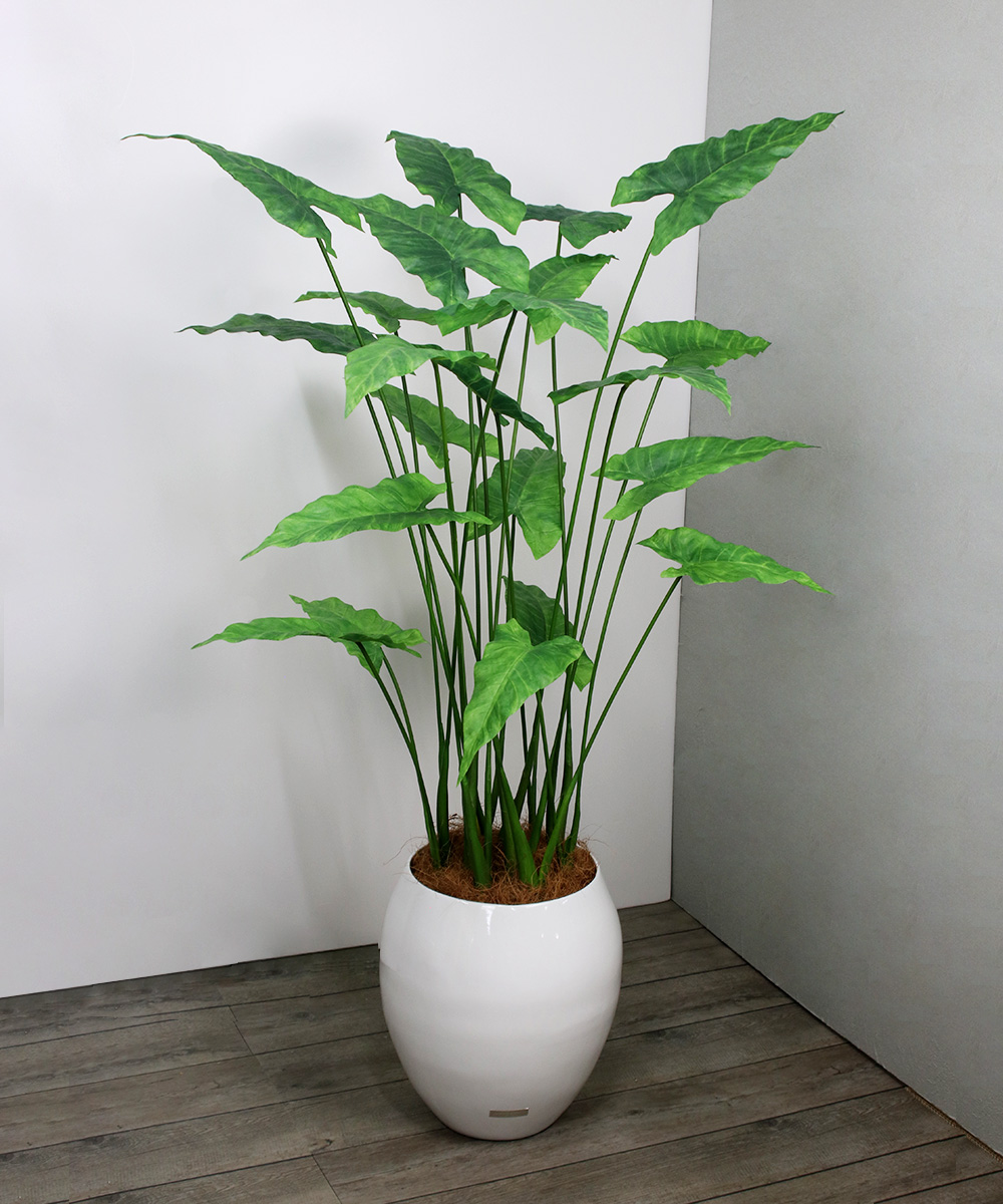 新作の数量限定アレンジ