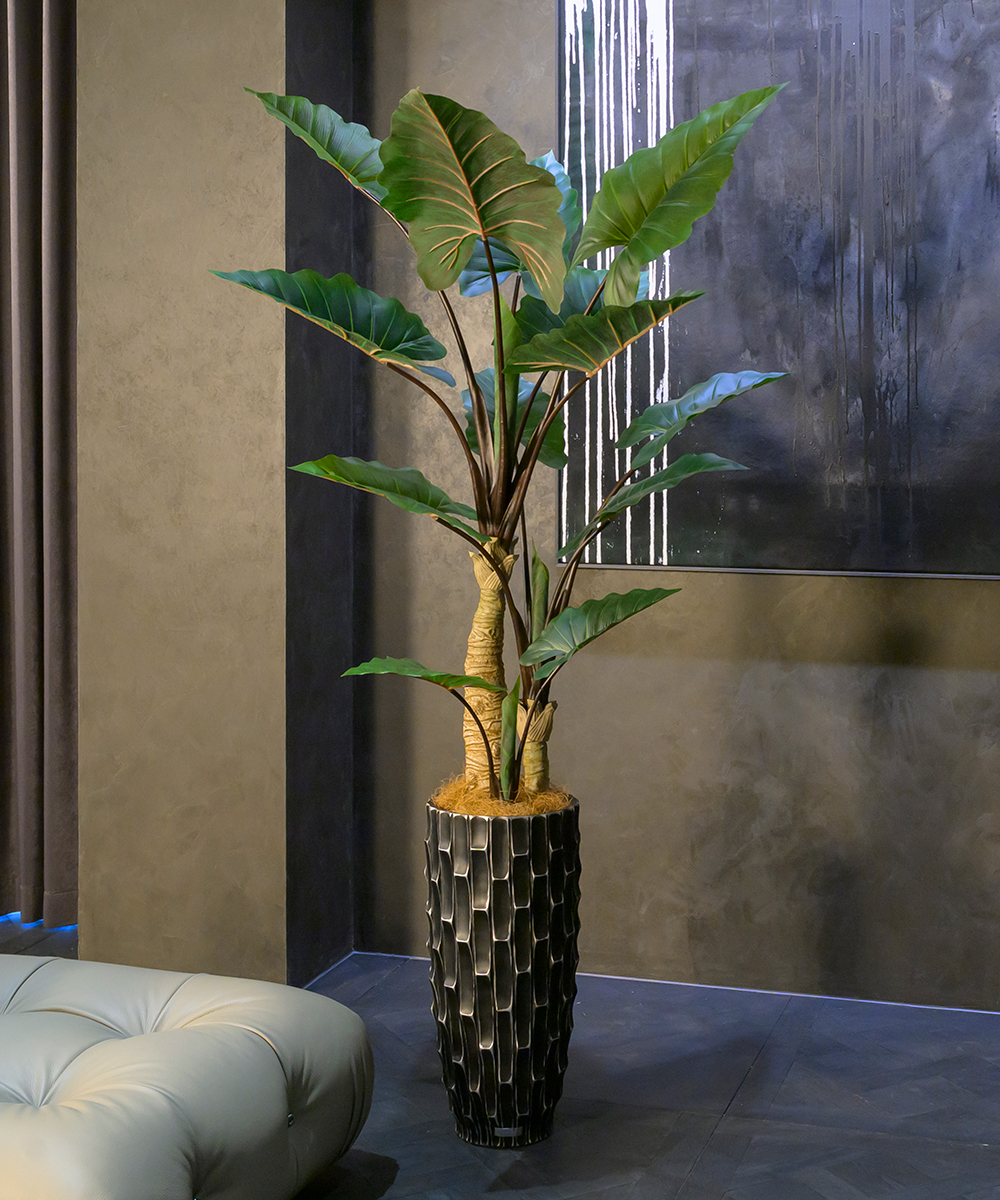 こちらもオススメ　アロカシアXL26