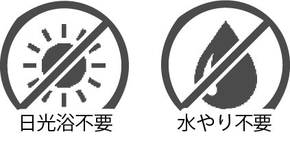 生花と違い日光浴や水やりなどの環境管理も必要ない