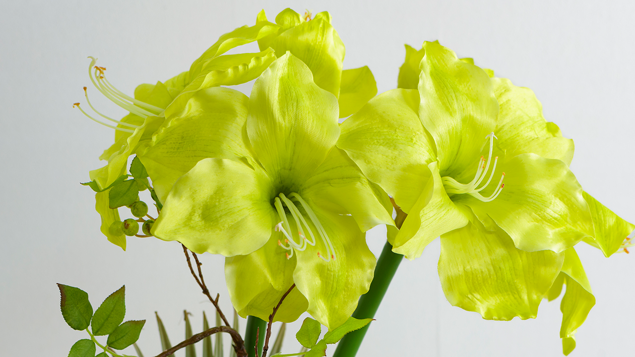 AMARYLLIS