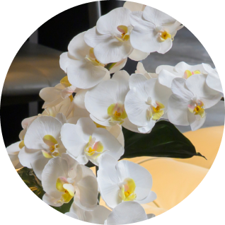 ファレノプシス (胡蝶蘭)