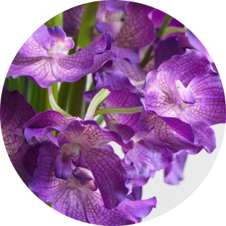 バンダ オーキッド