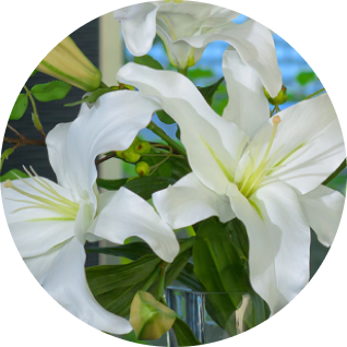 カサブランカ リリー