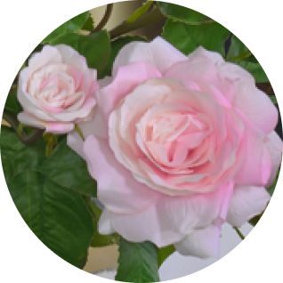 プリマローズ（バラ）