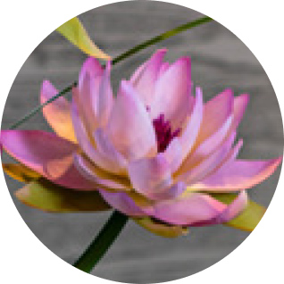 ロータス（睡蓮）