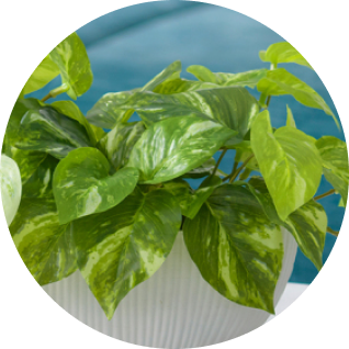 グリーン（観葉植物）