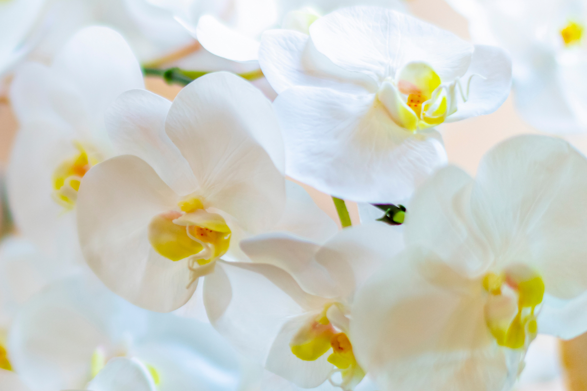 ファレノプシス/胡蝶蘭