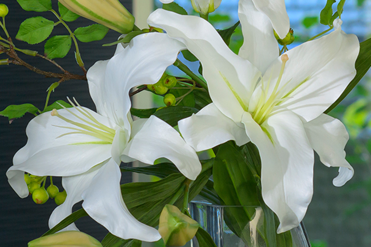 カサブランカ・リリー