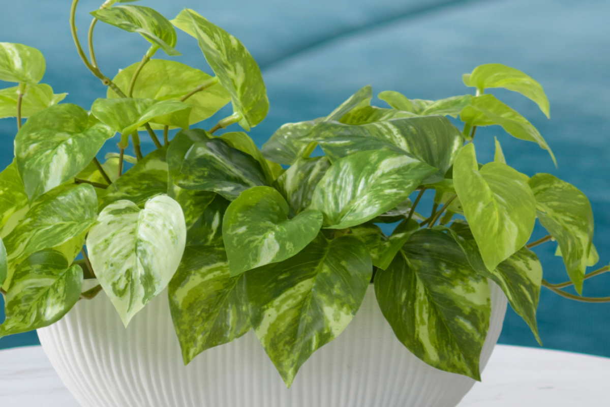 グリーン/観葉植物