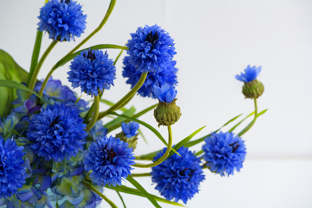 CORNFLOWER