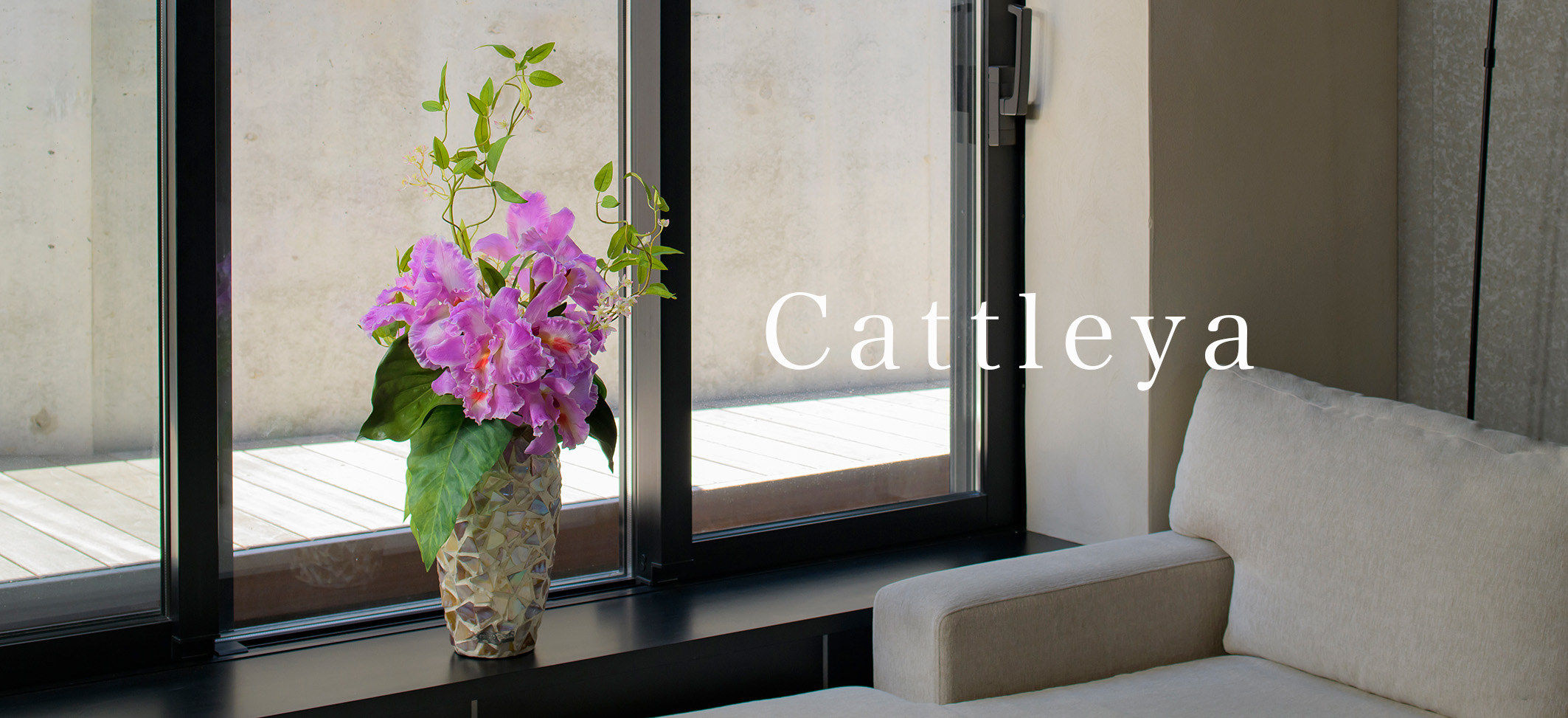 Cattleya