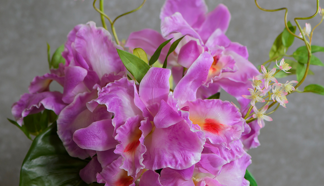 Cattleya