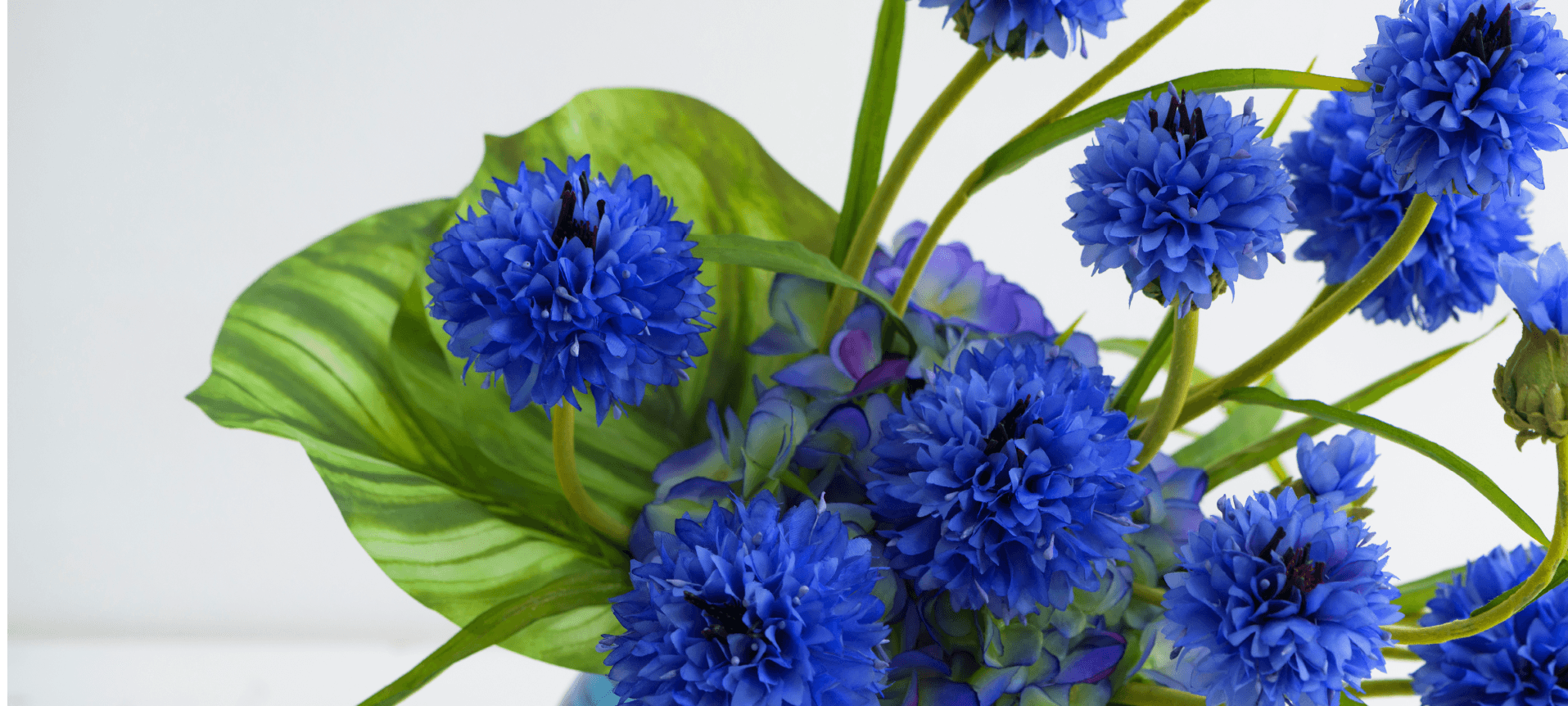 CORNFLOWER