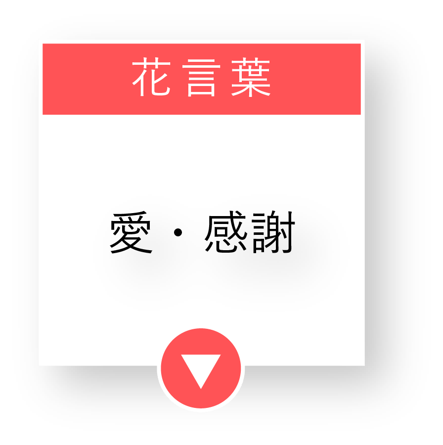 花言葉は「愛・感謝」