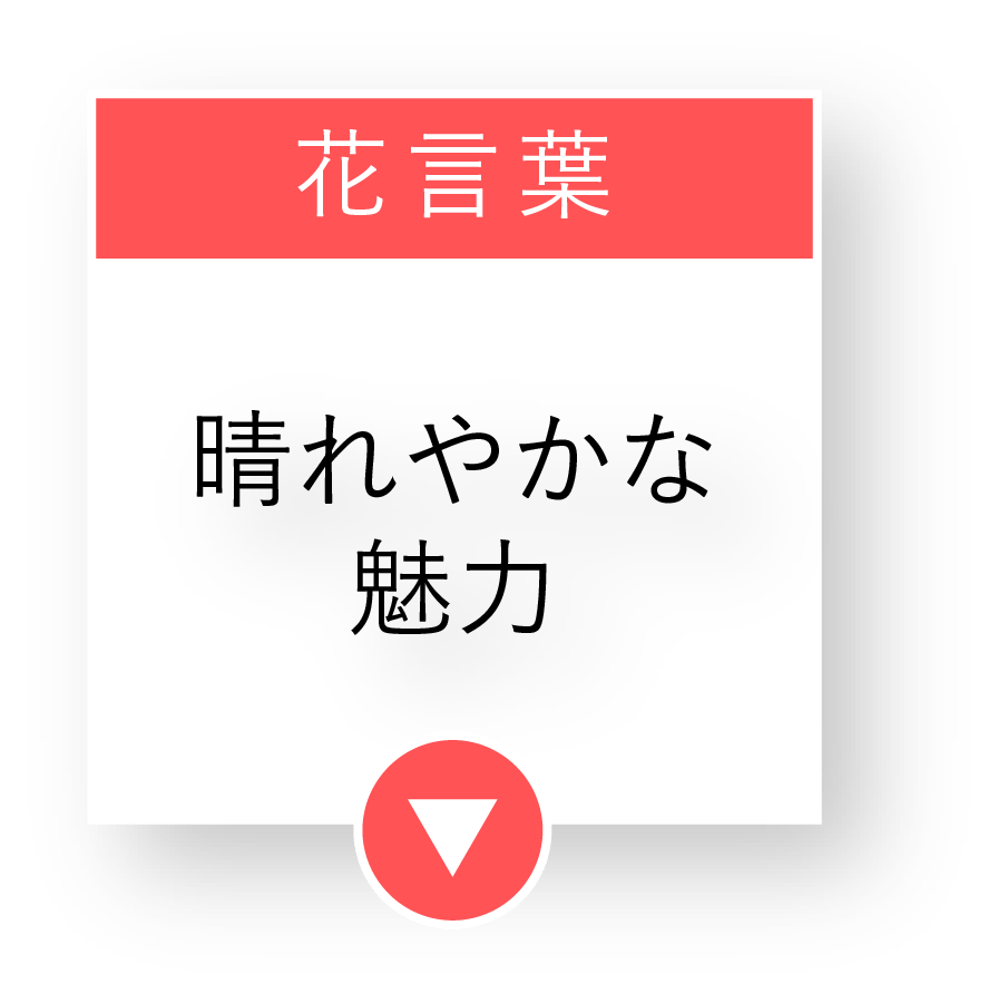 花言葉は「晴れやかな魅力」
