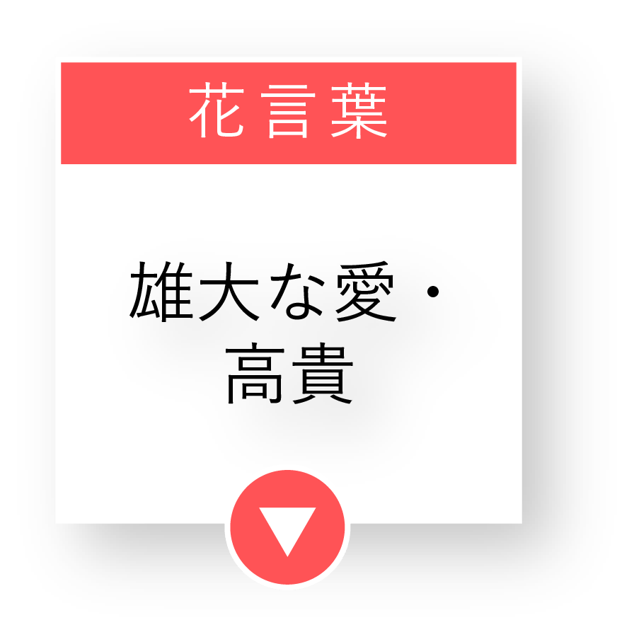 花言葉は「雄大な愛・高貴」