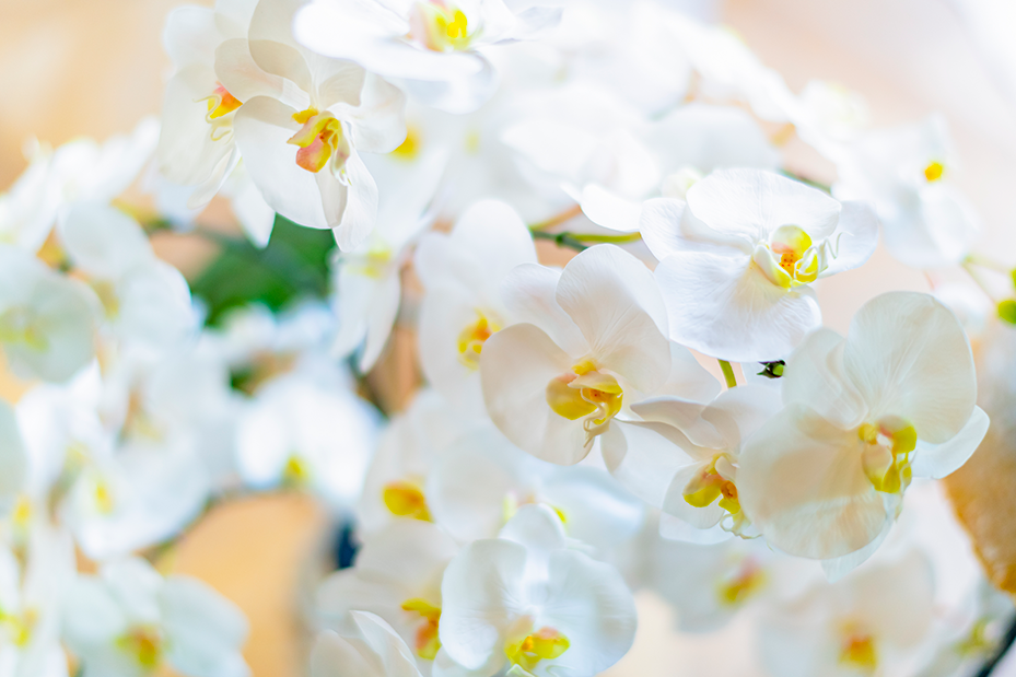 父の日に花の種類から選ぶ