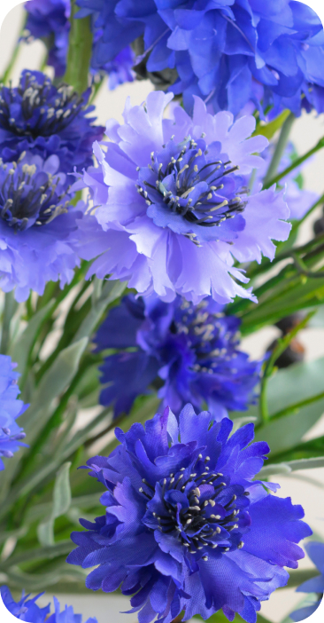 
father's day Flowers