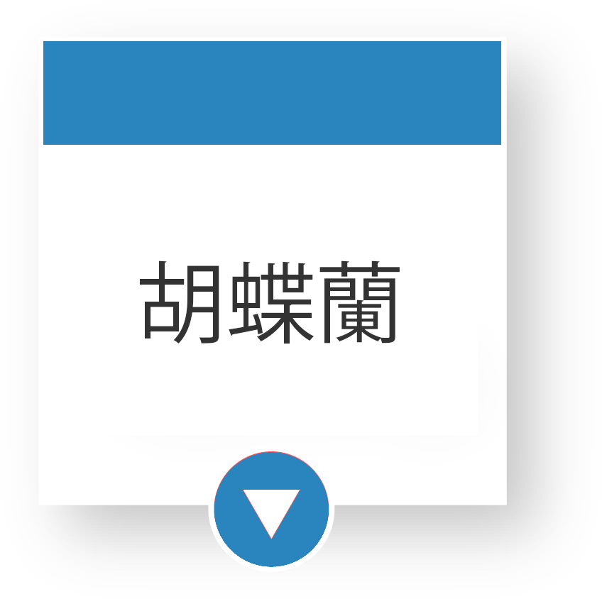 胡蝶蘭（ファレノプシス）