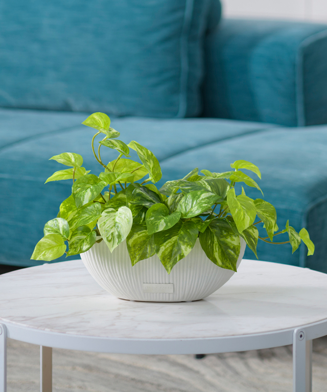 父の日には日頃の疲れを癒す観葉植物をプレゼント