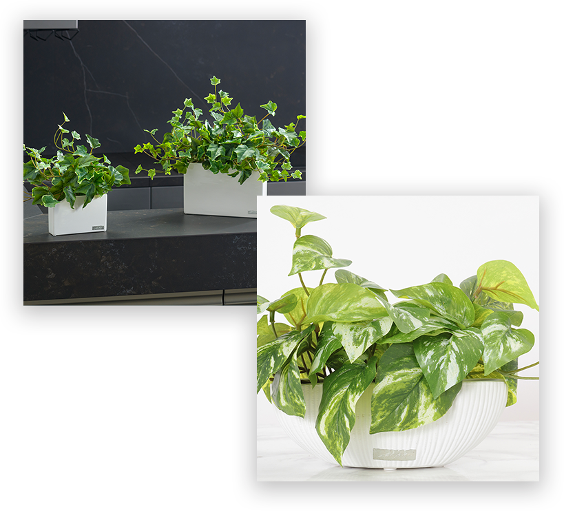 父の日には、飾りやすさ重視の観葉植物をプレゼント
