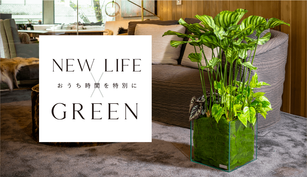 NEW LIFE×GREEN|グリーン特集