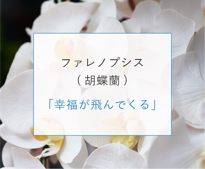 ファレノプシス（胡蝶蘭）「幸福が飛んでくる」