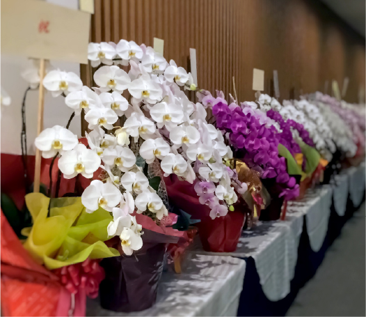 新定番の贈り花「胡蝶蘭 特集」|エミリオ・ロバ公式オンラインストア