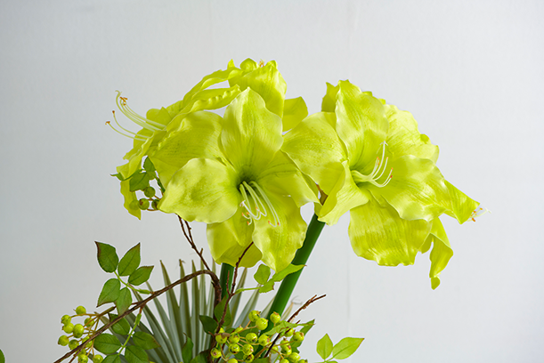 AMARYLLIS