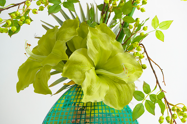 AMARYLLIS