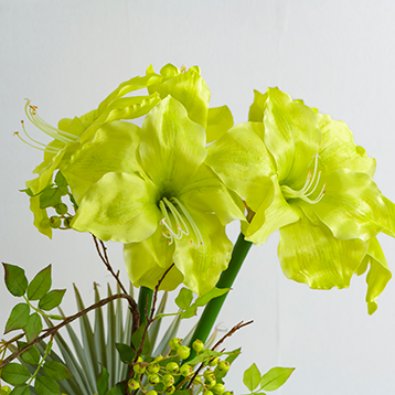 AMARYLLIS