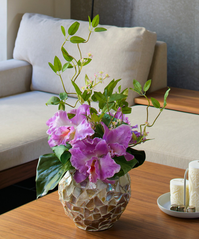 Cattleya