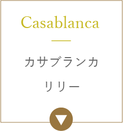 カサブランカリリー