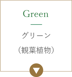 グリーン（観葉植物）