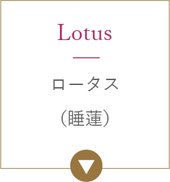 ロータス（睡蓮）