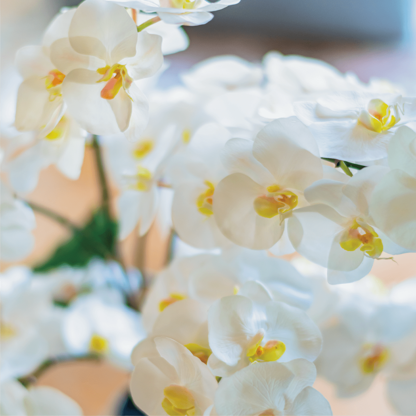 胡蝶蘭の花言葉