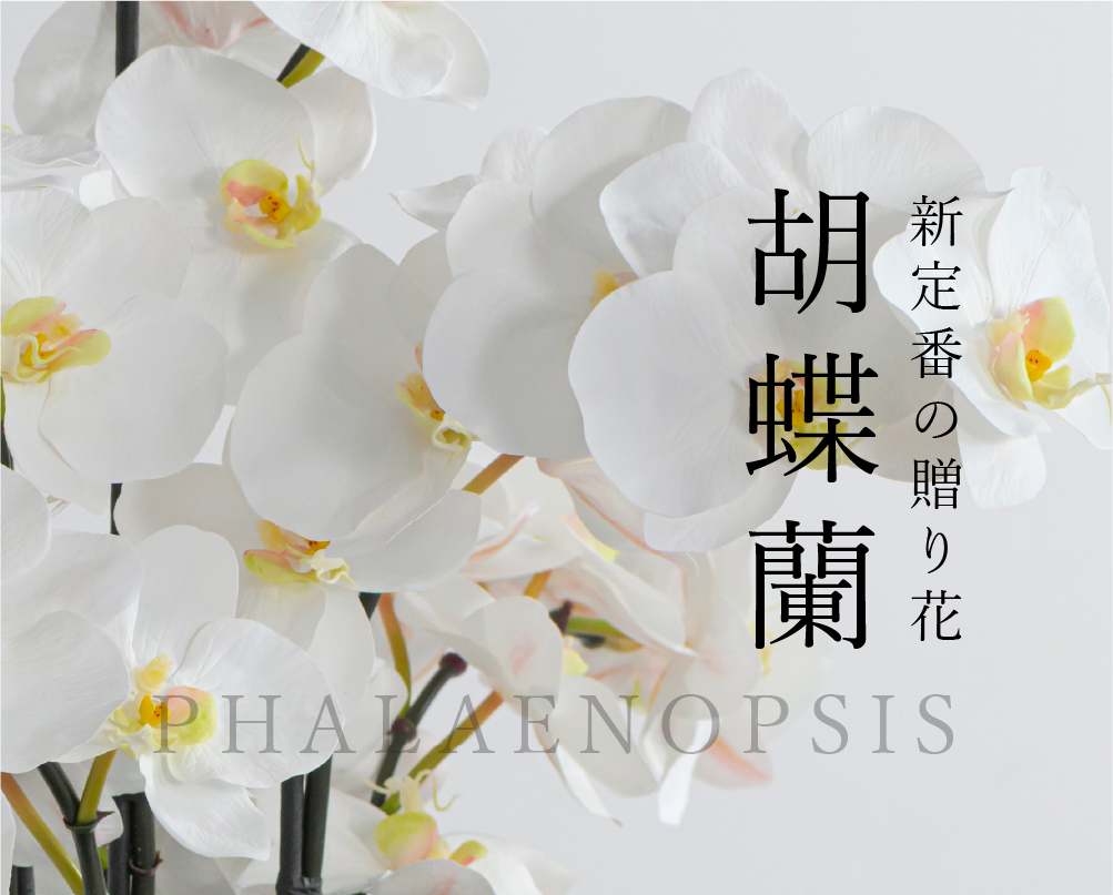＊展示品＊【エミリオ・ロバ】ファレノプシス 2L-a 胡蝶蘭　アートフラワー 特集から選ぶ