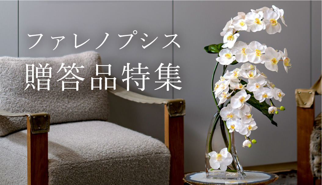 【胡蝶蘭】贈答品特集